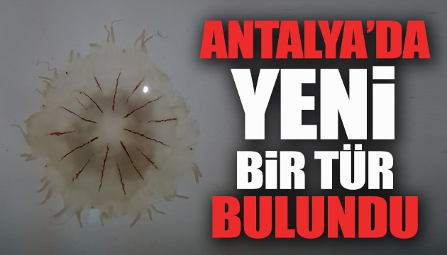 Antalya da yeni deniz anası türü bulundu