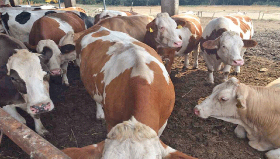 Zonguldak ta 6 köyde şap karantinası başlatıldı