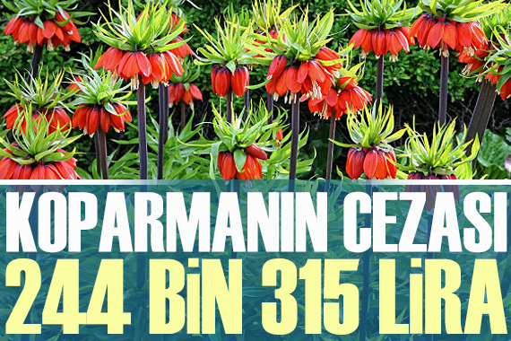 Bu çiçeği koparmanın cezası 244 bin 315 lira