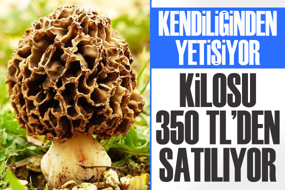 Kendiliğinden yetişiyor, kilosu 350 TL den satılıyor