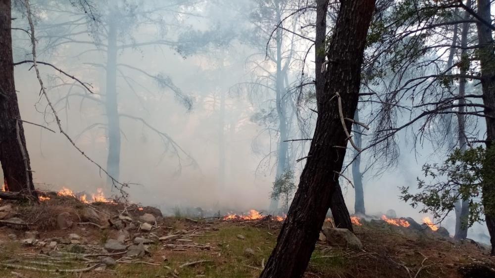 Muğla’da orman yangını