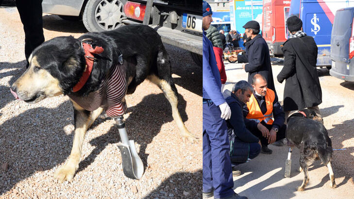 Enkazda kalan köpeğe protez takıldı