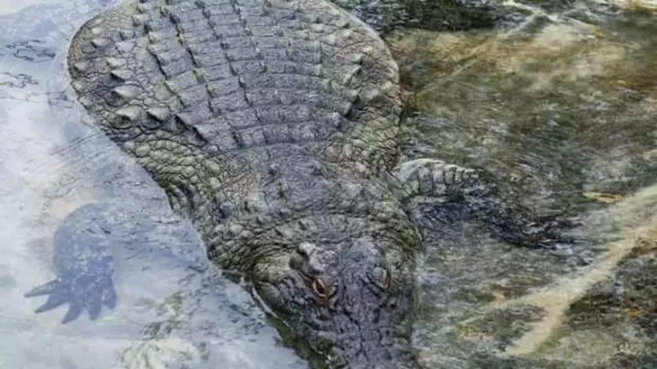 Sahte peygamberi timsahlar parçaladı