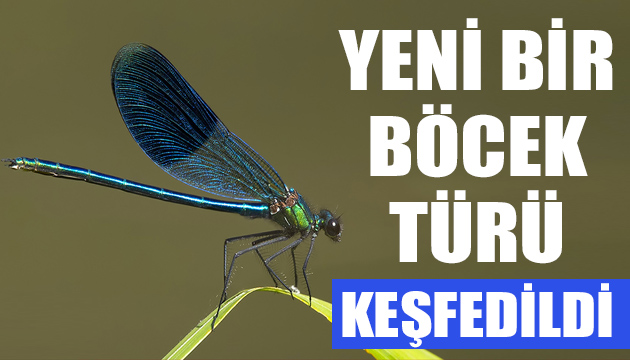 Yeni bir böcek türü keşfedildi