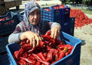 Bursa İnegöl de üretilip Hollanda ya ihraç ediliyor!