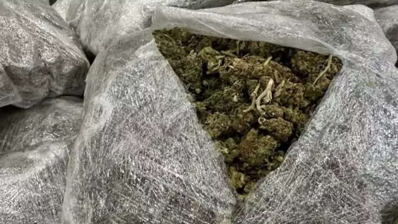 257 kilo skunk ele geçirildi