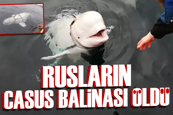 Rusların casus balinası Hvaladimir hayatını kaybetti