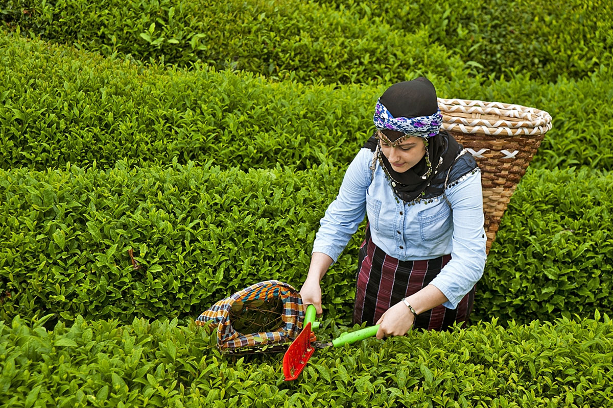 81 ile  çay toplama  genelgesi gönderildi