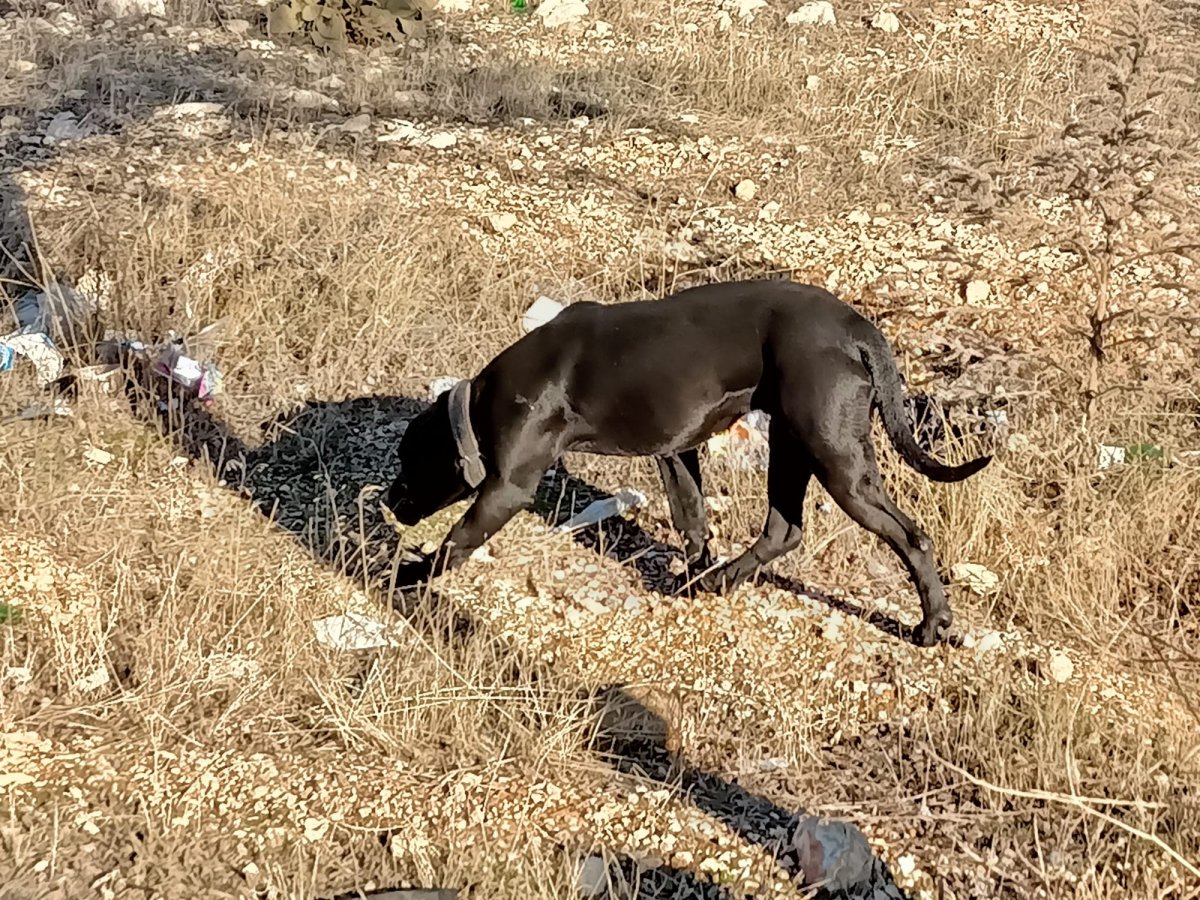 Yol kenarına pitbull atıldı