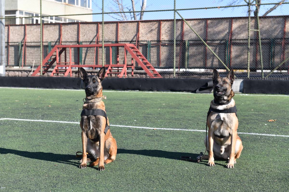 Arama kurtarma köpeklerinin başarı öyküsü!