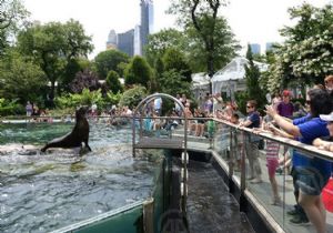 Central Park ın Sevimli Hayvanları