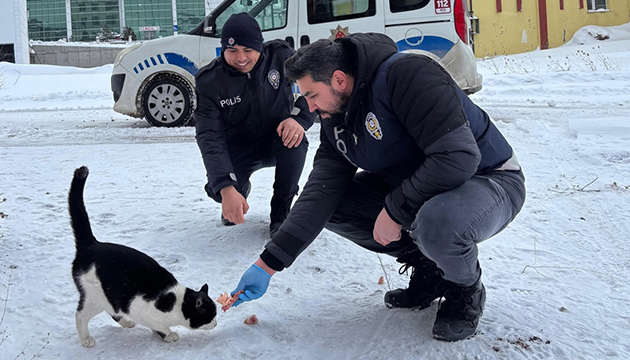 Polisler, sahipsiz hayvanlar için harekete geçti