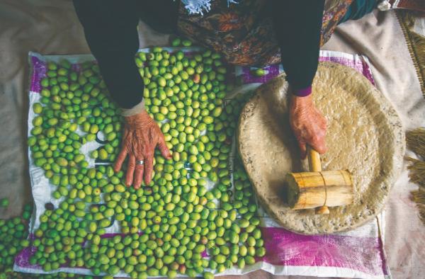 Türkiye nin geleneksel zeytin yetiştiriciliği, UNESCO ya alındı