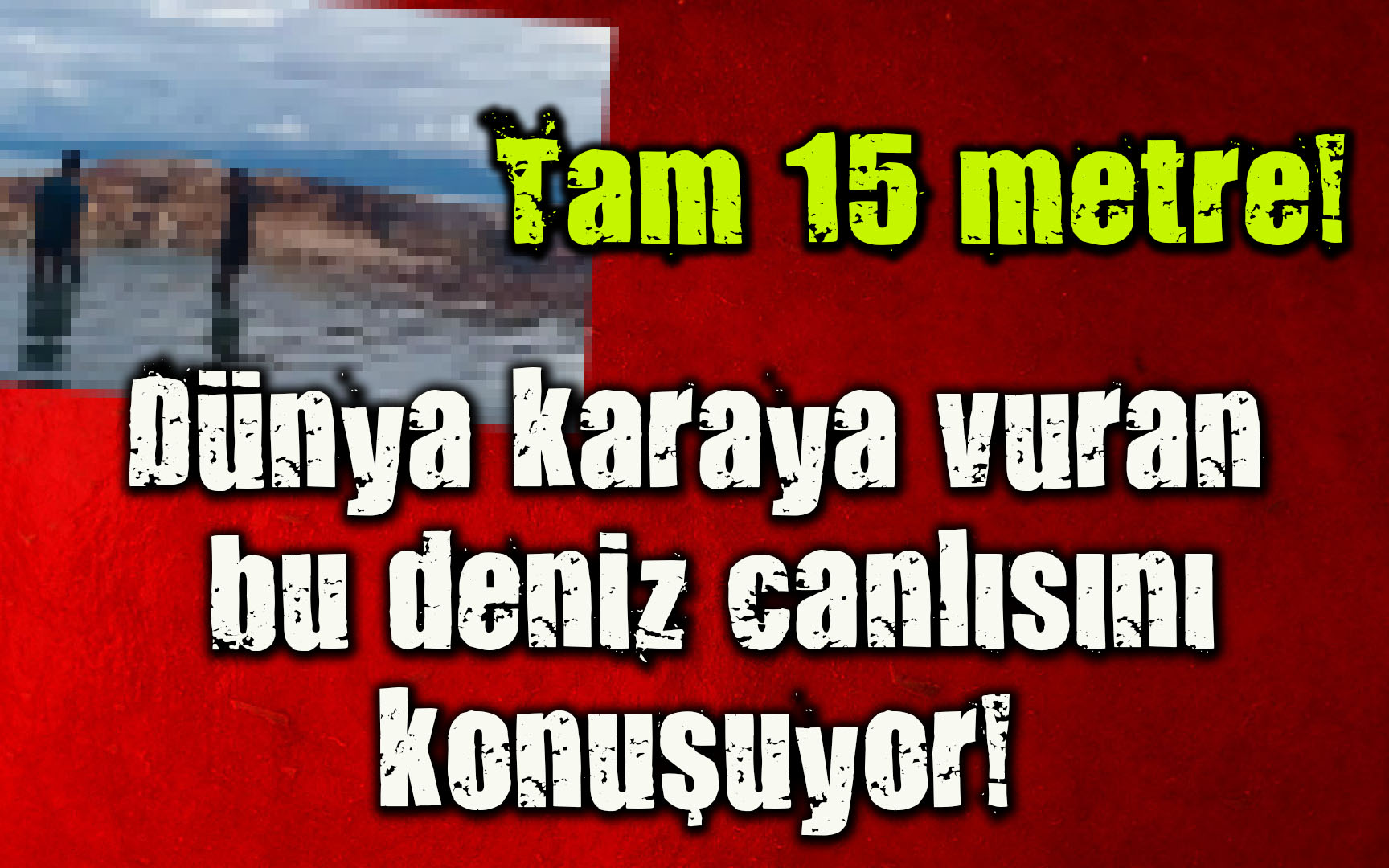 Dünya bu canlıyı konuşuyor