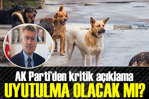 AK Parti den sokak hayvanları düzenlemesi açıklaması: Uyutulma olacak mı?
