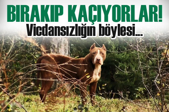 Ormanlar yasaklı ırk köpekler ile doluyor