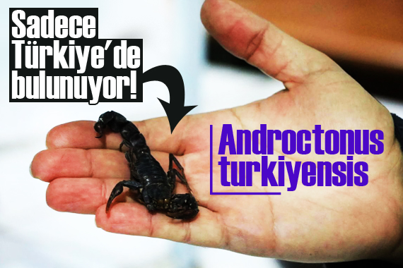 Sadece Türkiye de bulunuyor!  Androctonus turkiyensis 