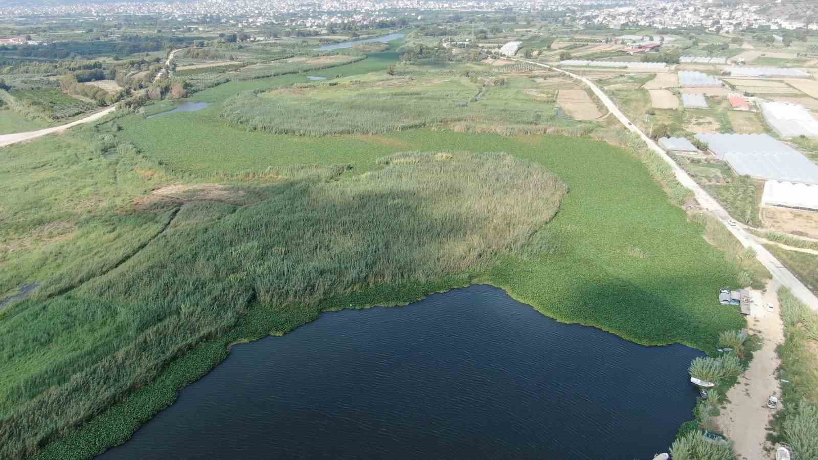 Hatay da Asi Nehri ni yeniden su sümbülleri kapladı