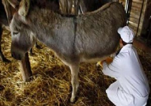 Eşek sütü fiyatı ve faydaları nelerdir? Diğer sütlere...