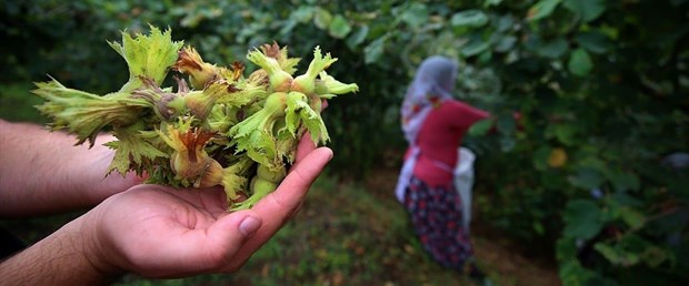 Fındık işçilerinin yevmiyesi belli oldu