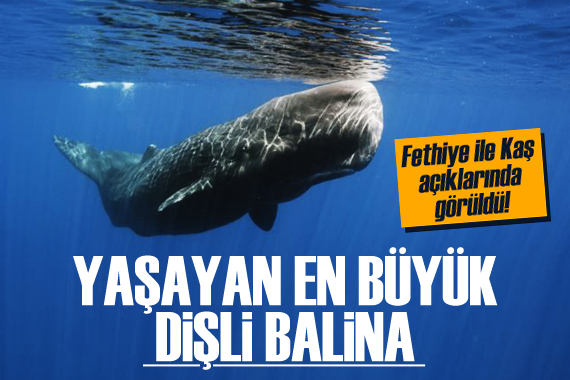 Fethiye ile Kaş açıklarında görüldü! Yaşayan en büyük dişli balina