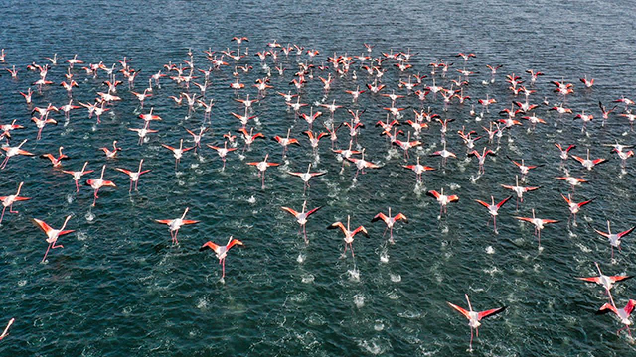 Hindistan da yolcu uçağı flamingo sürüsüne çarptı