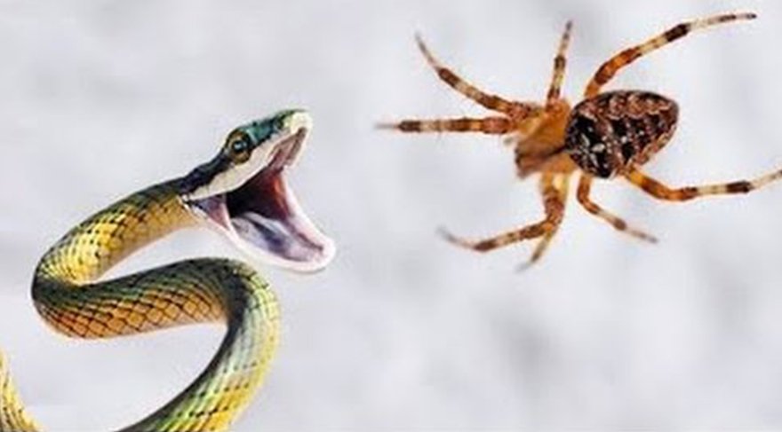 Yılan ve örümcek korkusunun nedeni