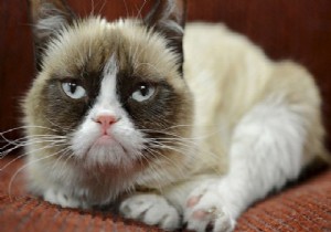 Grumpy Cat sahibine iki yılda servet kazandırdı!