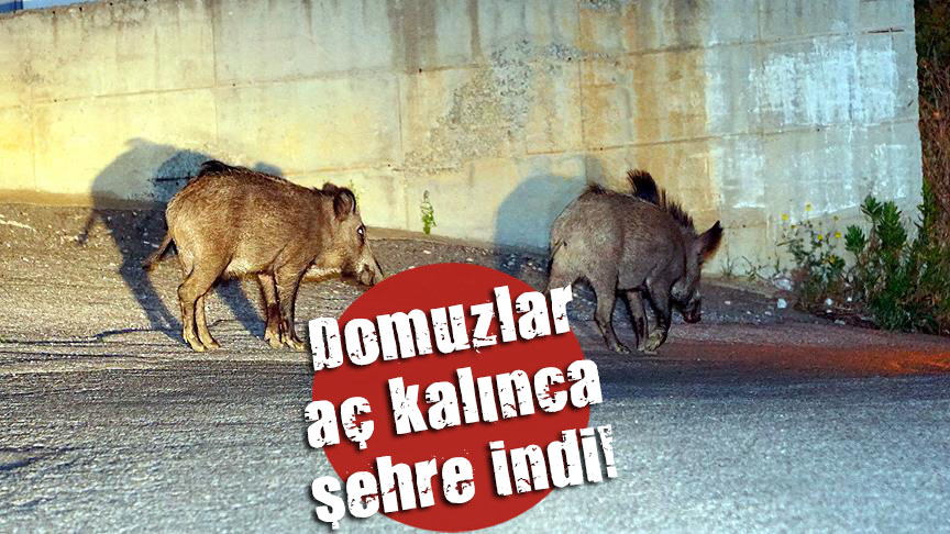 Domuzlar aç kalınca şehre indi