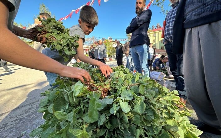 Her derde deva kuzu kulağı tezgahlarda yerini almaya başladı