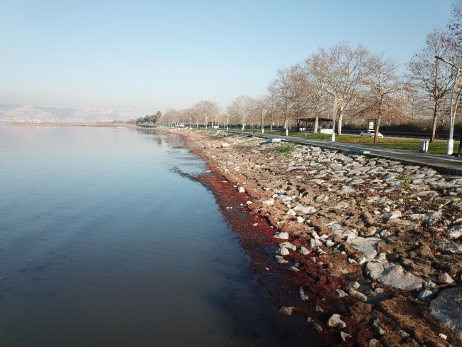 İzmit Körfezi ni kırmızı yosunlar kapladı