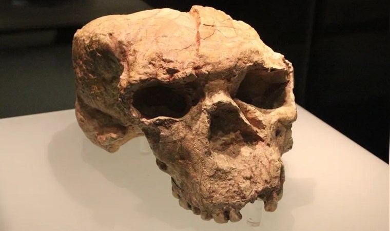 1 milyon yıllık gizemli kafatası bulundu