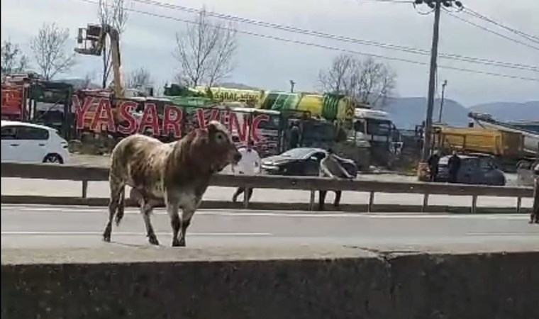 Kaçan boğa trafiği birbirine kattı!