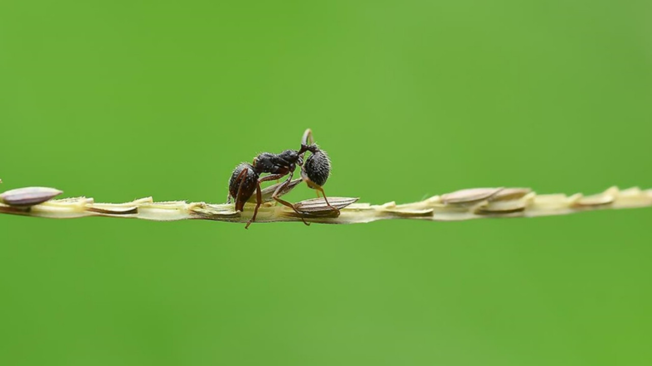 Karıncalar, yuvada yaralananları tedavi etmek için ampütasyon uyguluyor