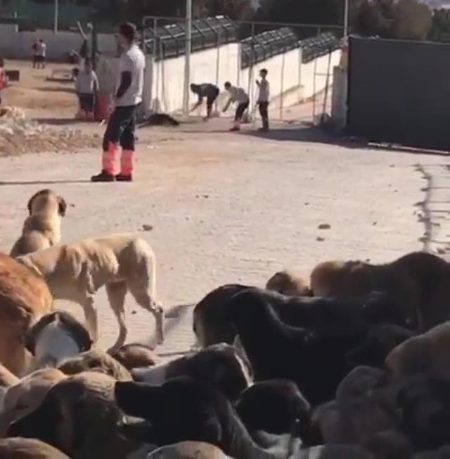 Konya daki köpeklerin katledildiği görüntülerine ilişkin Valilik ten açıklama