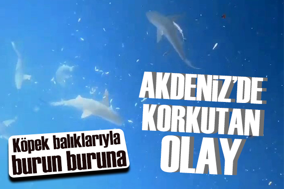 Akdeniz de korkutan olay: Köpek balığı sürüsüyle burun buruna...