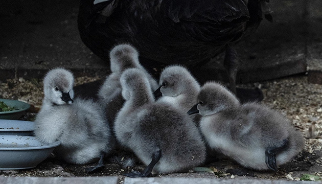 Kuğulu Park ta 5 minik yavru dünyaya geldi