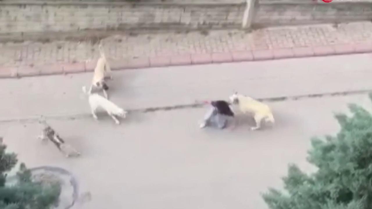 Ankara da başıboş köpekler 13 yaşındaki çocuğa saldırdı