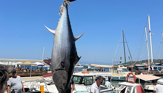 Bodrum da 2,5 metrelik orkinos yakalandı