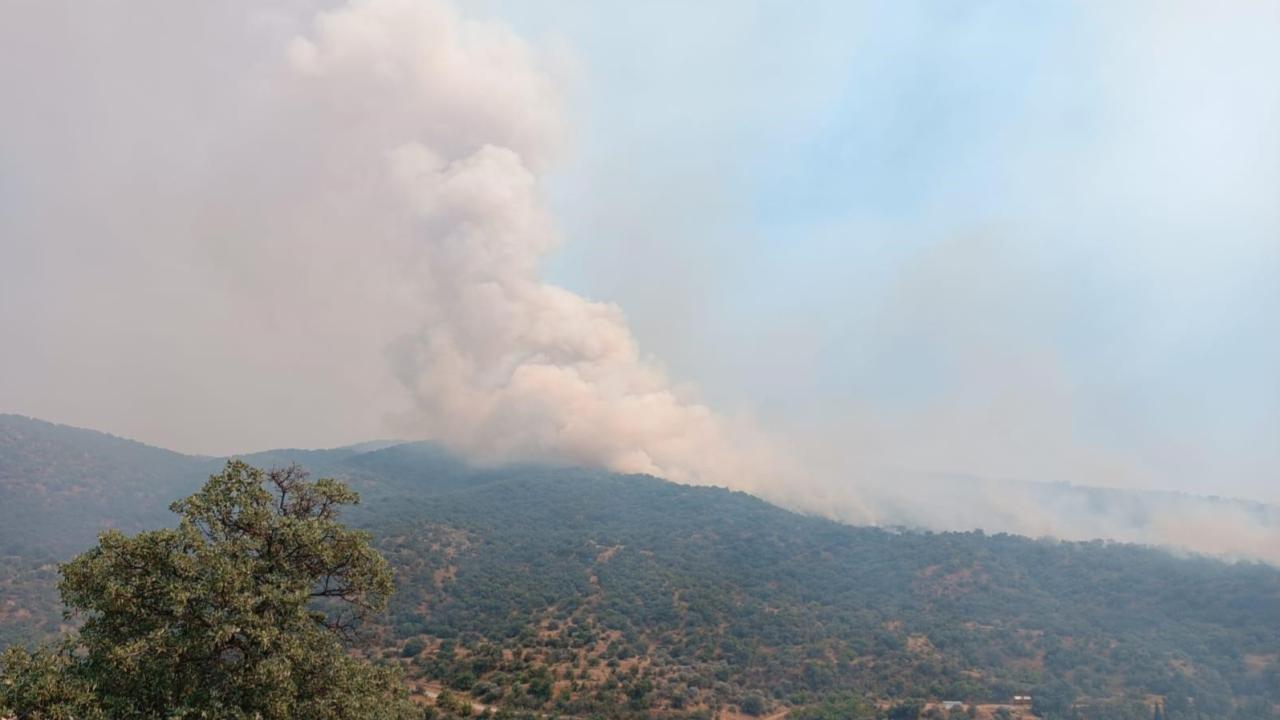 Manisa da orman yangını