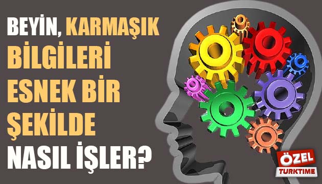 Beyin karmaşık bilgileri esnek bir şekilde nasıl işler?