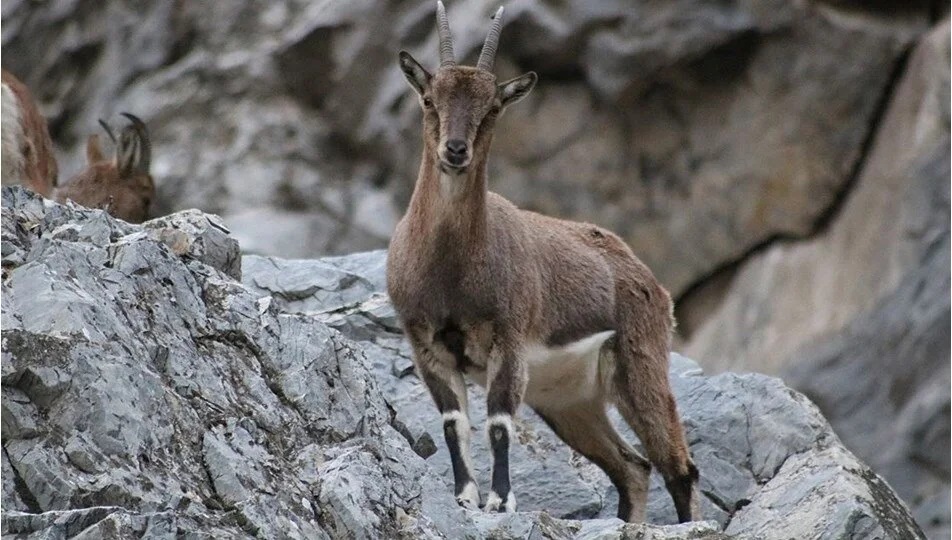 Koruma altındaki keçiden sucuk yaptı!