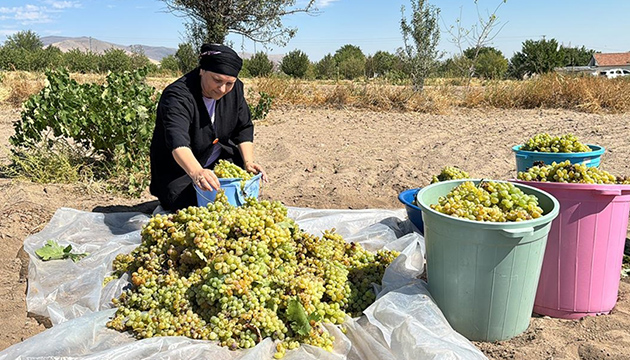 İç Anadolu da pekmez mesaisi başladı