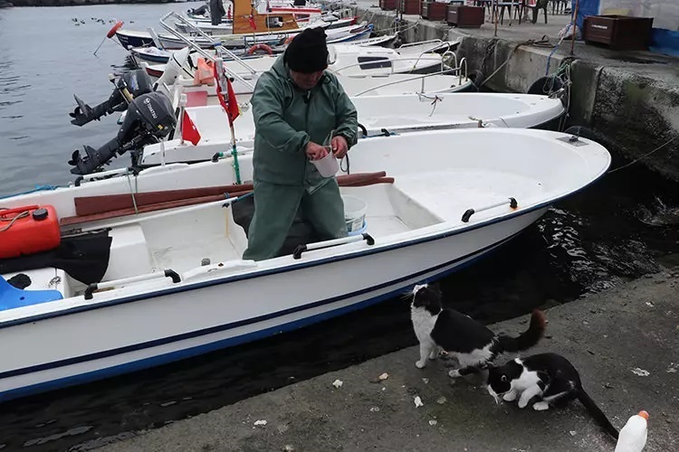 Tuttuğu balıklarla kedileri besliyor