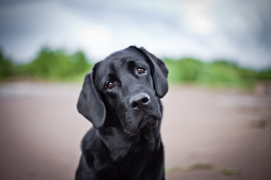 Köpeklerin insanları dinlerken başlarını neden sağa sola yatırdığı araştırıldı!