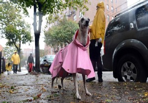 Fransa da köpekler fişlenecek!