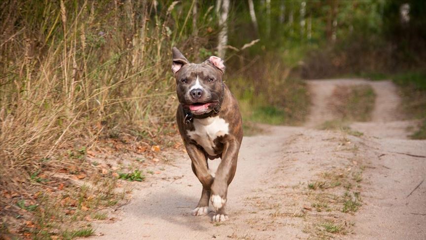 Düzce de pitbull saldırısı: 1 yaralı