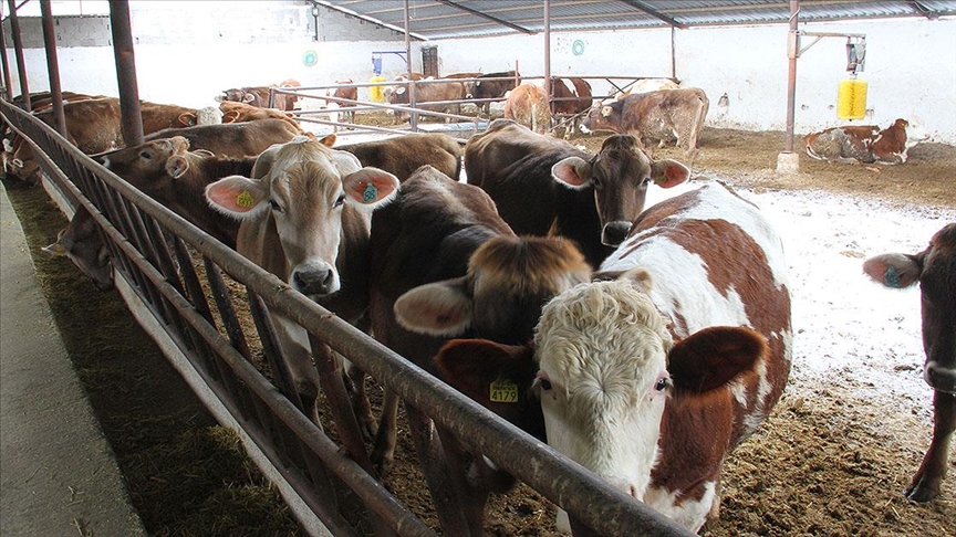 Zonguldak ta 120 köye “şap” karantinası