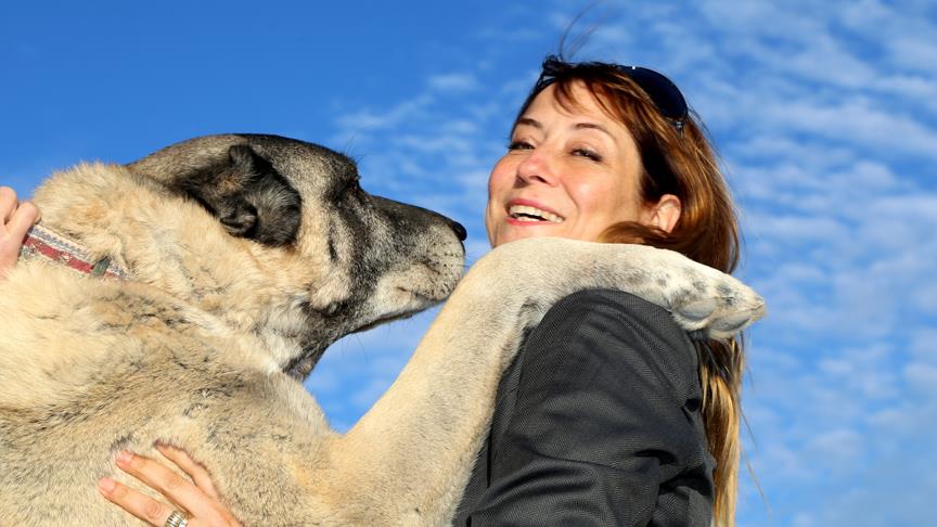 Kangal köpeklerine hayran kaldılar