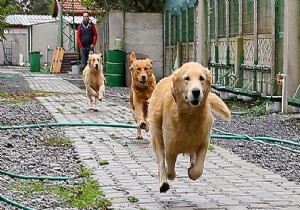 310 köpekli çift gözaltına alındı!